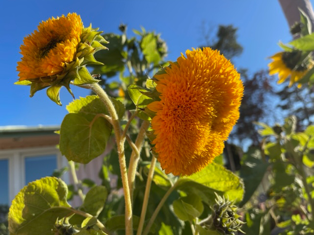 LEGALETT affärsidé